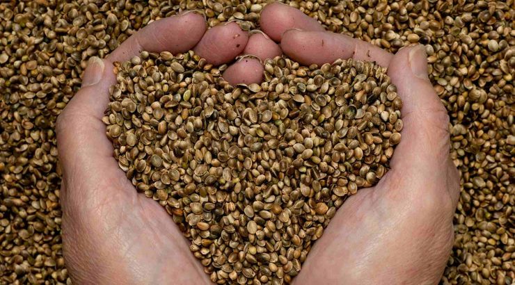 Come migliora la tua salute con l'olio di semi di canapa?
